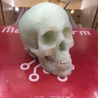 Small Skull 3D Printing 9703