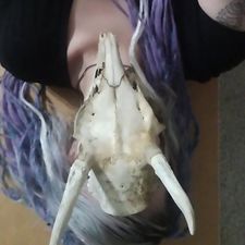feind_nettelau's avatar