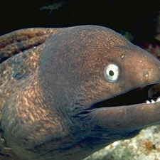 electric eel's avatar