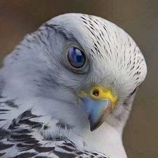 rudi_smook's avatar