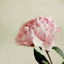 venus_yim's avatar