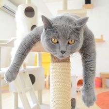 sncat's avatar