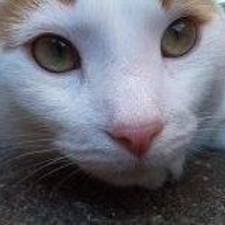 paul_simpson's avatar