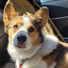 CorgiAdventurer
