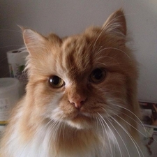 kalua_garfield's avatar