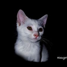 louis_sippell's avatar