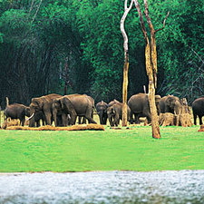 periyar national park's avatar