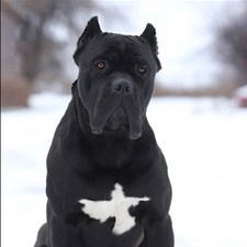 canecorsotshirt's avatar