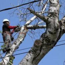 Tree Removal Long Island