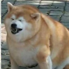 doggo's avatar