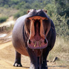 Angry Hippo's avatar