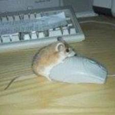 allenpan's avatar