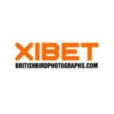 xibetbritishbirdphotographs