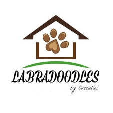Labradoodles by Cucciolini's avatar