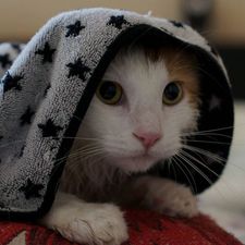 muyuan_chen's avatar
